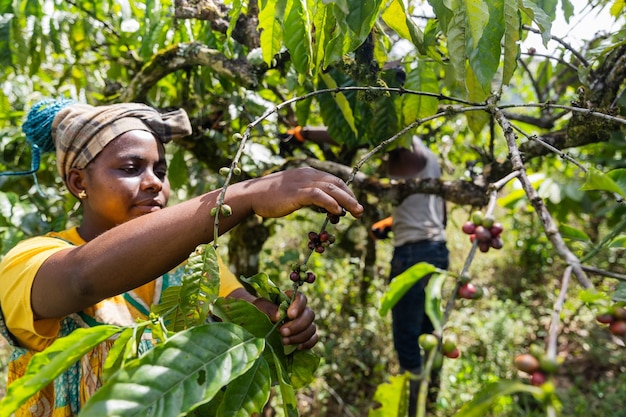 Un agricoltore durante il raccolto dei semi di caffè Produzione di caffè in Africa