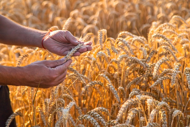 Un agricoltore in un campo di controlli di grano Fuoco selettivo natura