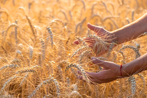 Un agricoltore in un campo di controlli di grano Fuoco selettivo natura