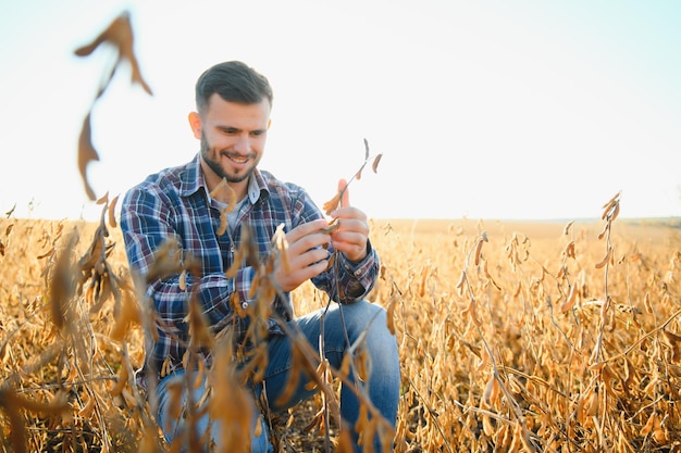 Un agricoltore ispeziona un campo di semi di soia Il concetto del raccolto