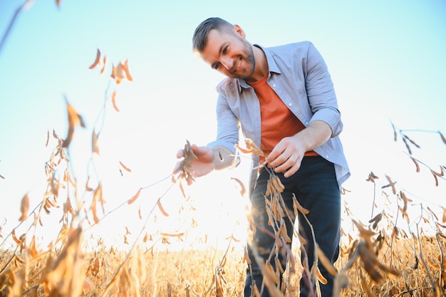 Un agricoltore ispeziona un campo di semi di soia Il concetto del raccolto