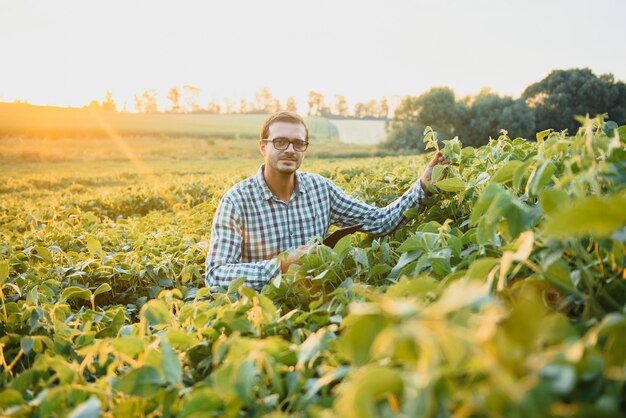 Un agricoltore ispeziona un campo di soia verde. Il concetto del raccolto