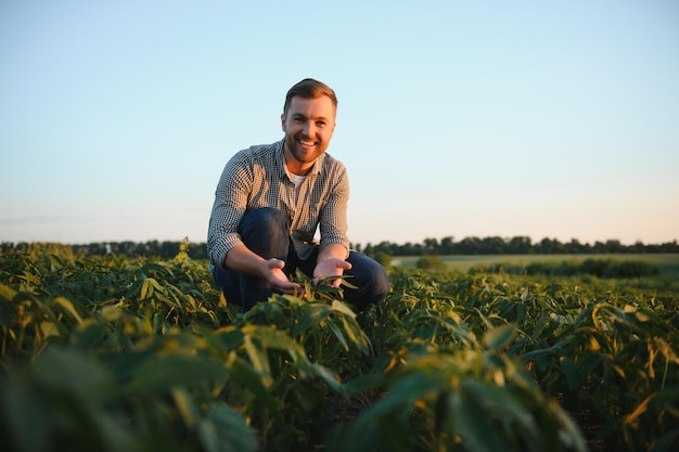 Un agricoltore ispeziona un campo di soia verde Il concetto del raccolto