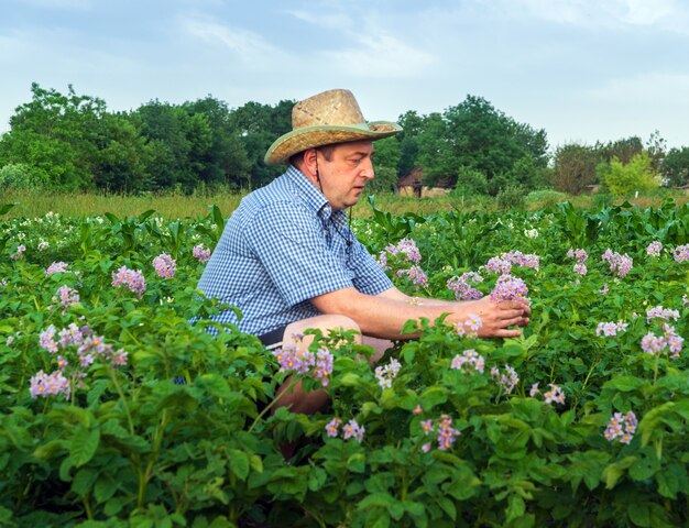 Un agricoltore ispeziona un raccolto di patate nel campo per la presenza di parassiti