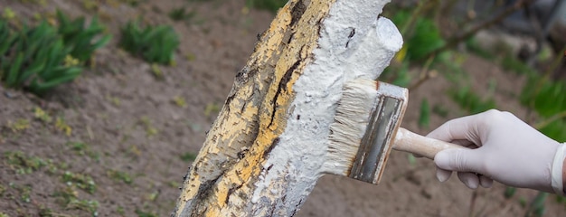 Un agricoltore maschio copre un tronco d'albero con vernice bianca protettiva contro i parassiti