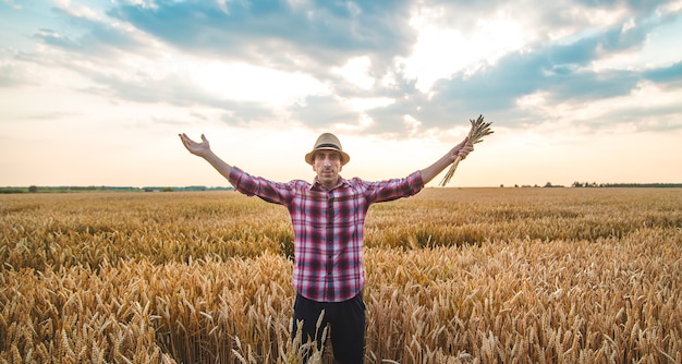 Un agricoltore tiene in mano le spighe di grano nel campo. Messa a fuoco selettiva.