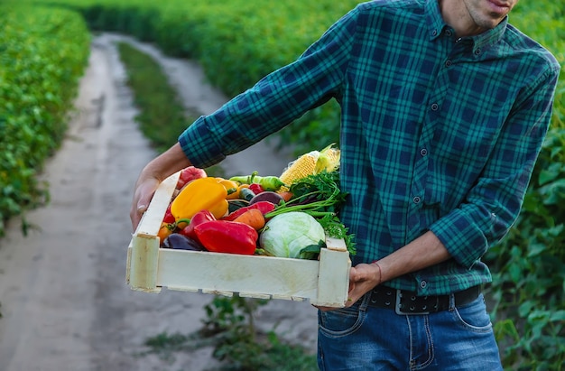 Un agricoltore tiene le verdure nelle sue mani. Messa a fuoco selettiva. Cibo.