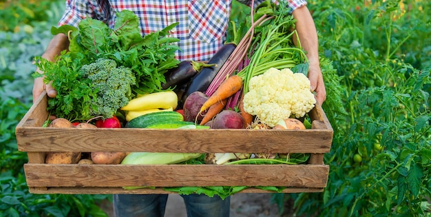 Un agricoltore tiene le verdure tra le mani in giardino. Messa a fuoco selettiva. Cibo.