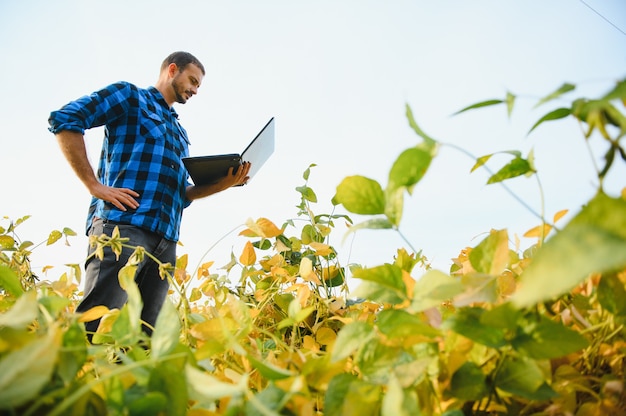 Un agronomo agricoltore ispeziona i semi di soia che crescono in un campo. agricoltura