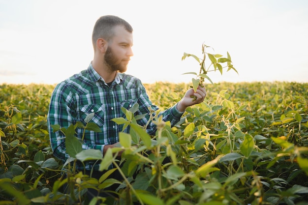 Un agronomo agricoltore ispeziona i semi di soia verdi che crescono in un campo. agricoltura