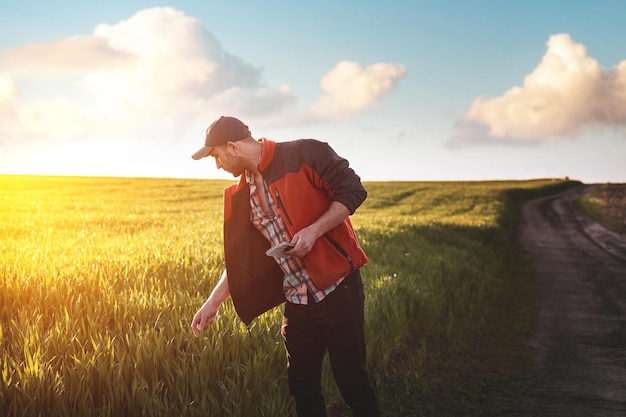 Un agronomo maschio esamina i raccolti di grano in un campo agricolo. Un contadino in un campo di grano prende appunti su un taccuino al tramonto. Valutazione della resa delle colture di cereali