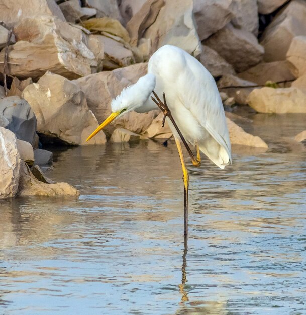 Un airone bianco maggiore nell'acqua