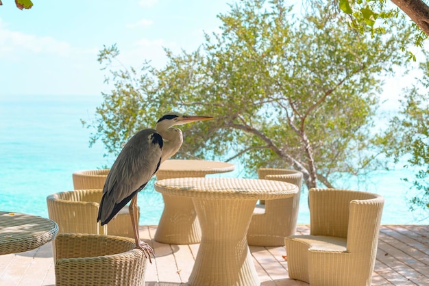 Un airone cenerino si siede al tavolo di un bar sulla spiaggia delle Maldive