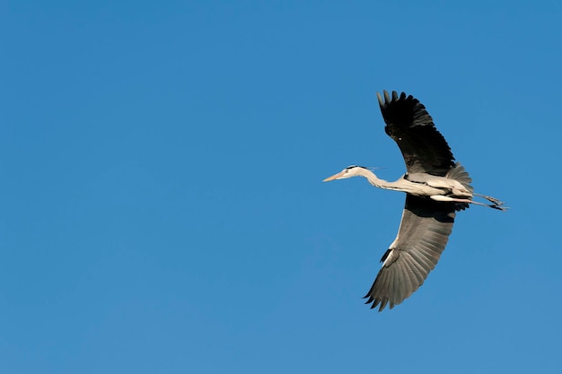 Un airone nero blu sullo sfondo del cielo blu