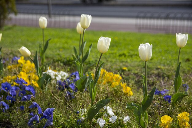 Un'aiuola con tulipani bianchi in primo piano e una strada sullo sfondo.