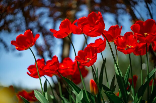 Un'aiuola di tulipani che crescono nel parco in primavera