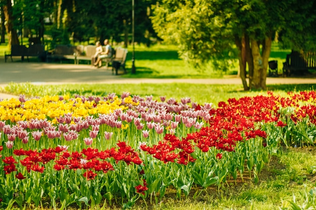 Un&#39;aiuola nel parco della città