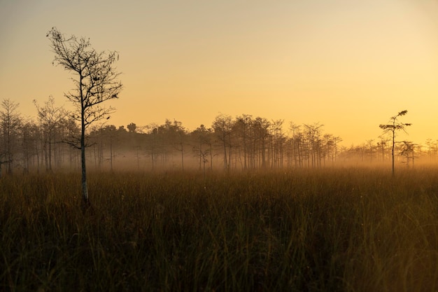 Un'alba nebbiosa su una palude con un albero in primo piano.