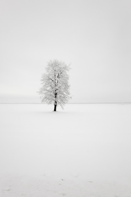 Un albero a foglie decidue in un campo.