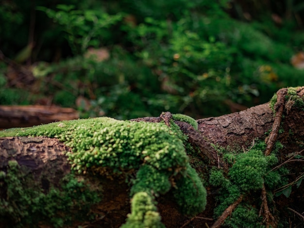 Un albero abbattuto nella foresta sullo sfondo di un altro albero abbattuto