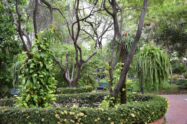 Un albero al centro del marciapiede nel Parco Storico di Guayaquil