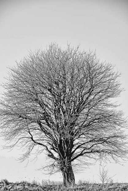 Un albero autoportante in una foresta solitaria con copyspace e uno sfondo chiaro Rami vuoti e spogli senza foglie in un paesaggio vuoto in una fredda mattina grigia Un singolo albero che cresce su un campo