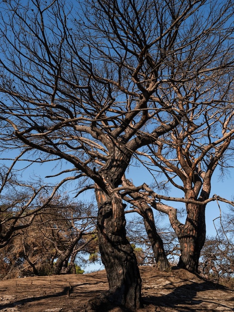 Un albero bruciato in una foresta