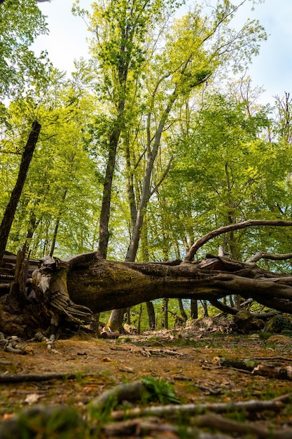 Un albero caduto accanto a un bellissimo dolmen nei Paesi Baschi Errenteria Gipuzkoa