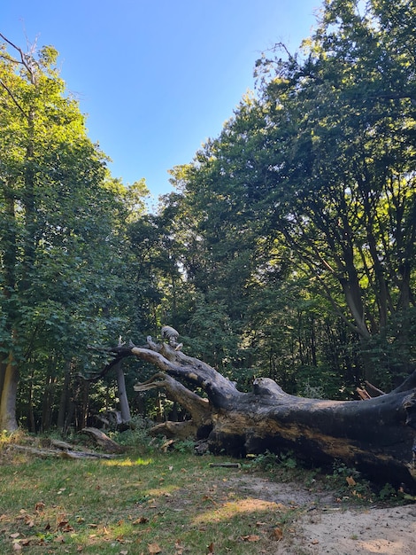 Un albero caduto nel bosco