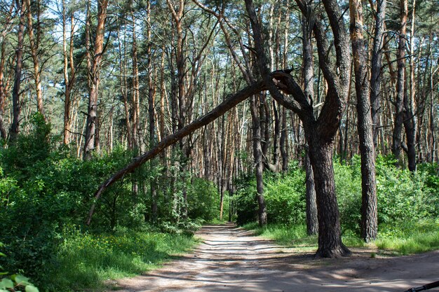 Un albero caduto nel bosco