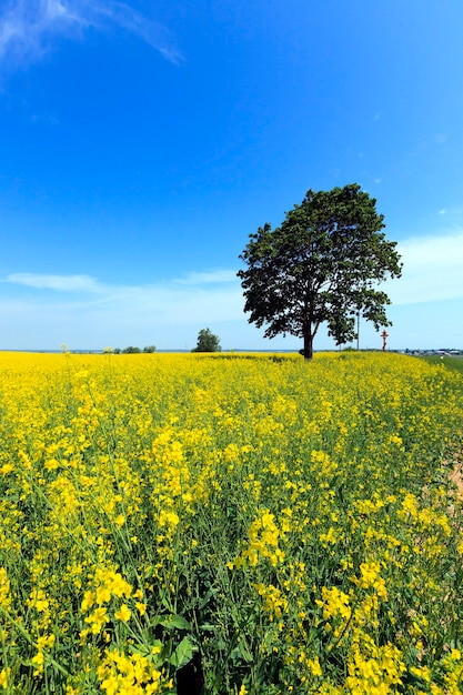 Un albero che cresce nel campo. stagione estiva