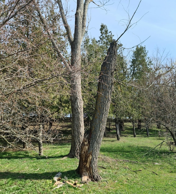 Un albero che è stato abbattuto nell'erba