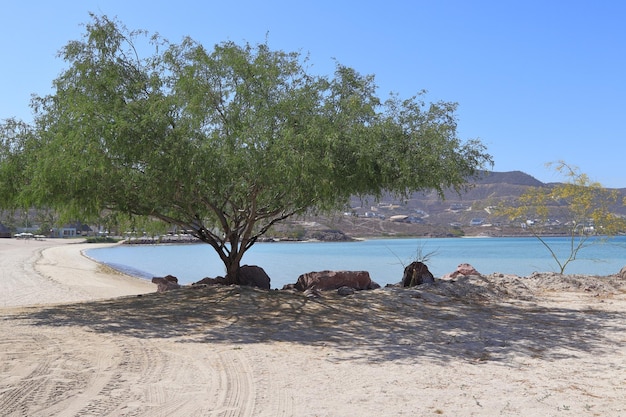 Un albero che fa ombra sulla spiaggia e in riva all'oceano