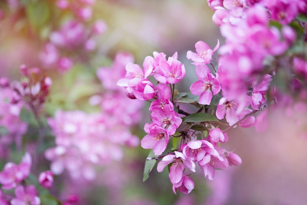 Un albero che fiorisce con fiori rosa