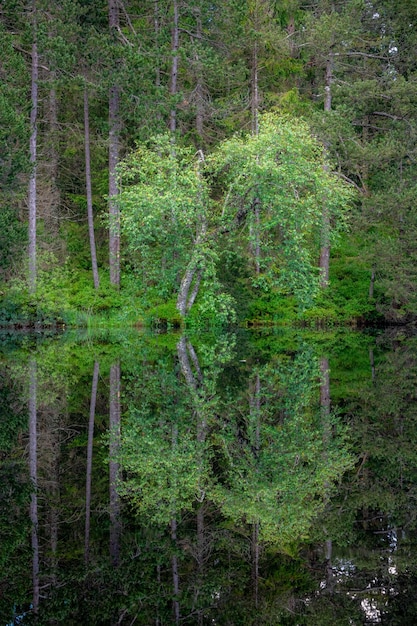 Un albero che si riflette nell'acqua