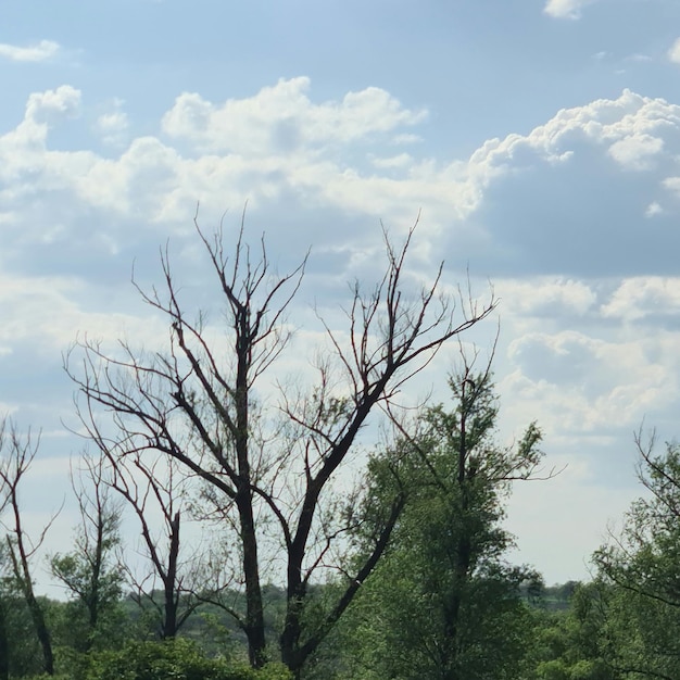 Un albero con alcuni uccelli sopra