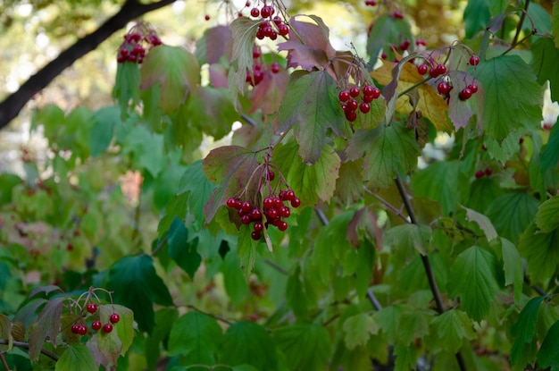 Un albero con bacche rosse e foglie verdi