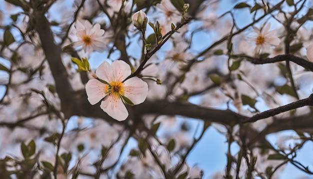 un albero con fiori bianchi che dicono primavera
