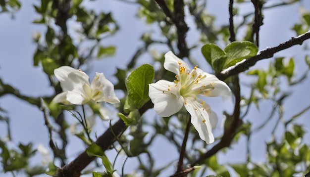 un albero con fiori bianchi che ha la parola fiore su di esso