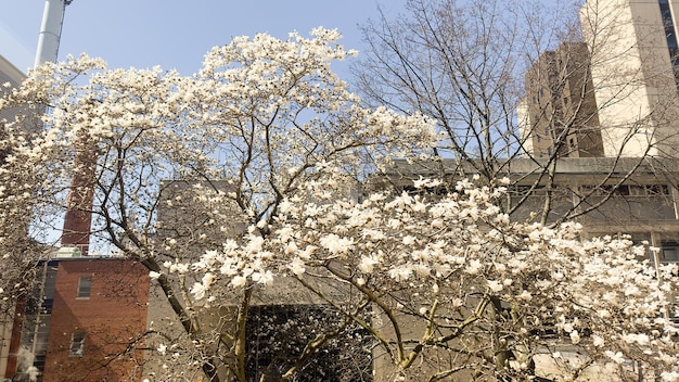 Un albero con fiori bianchi davanti a un edificio in mattoni