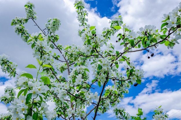 Un albero con fiori bianchi e foglie verdi contro un cielo blu.