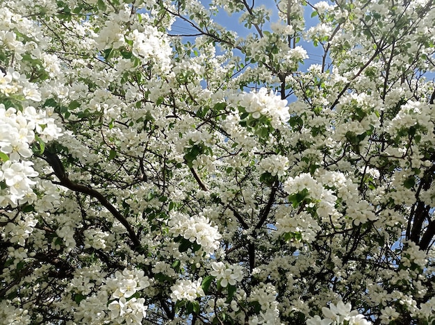 Un albero con fiori bianchi e foglie verdi.
