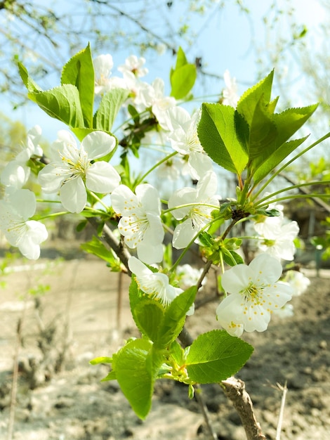 Un albero con fiori bianchi e foglie verdi