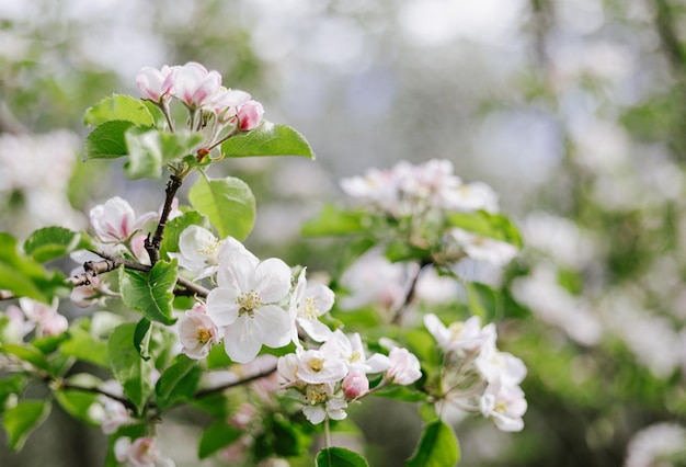 Un albero con fiori bianchi e foglie verdi