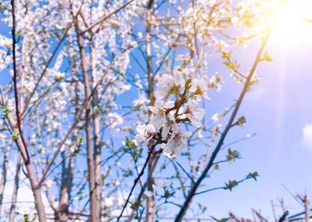 Un albero con fiori bianchi e il sole che splende attraverso i rami.