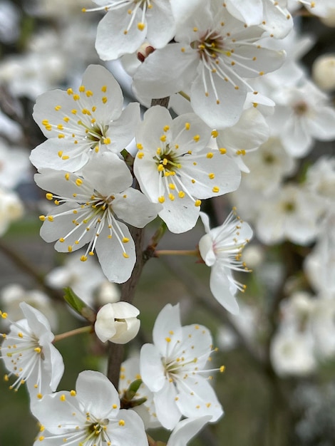 Un albero con fiori bianchi e stami gialli