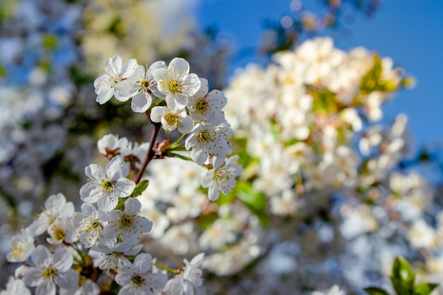 Un albero con fiori bianchi in primavera, concetto di stagioni
