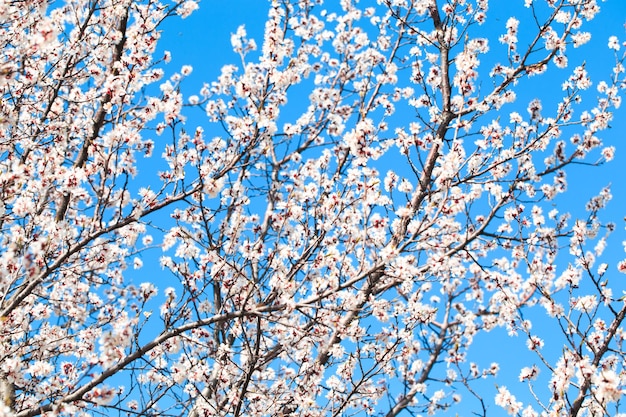 Un albero con fiori bianchi in primavera