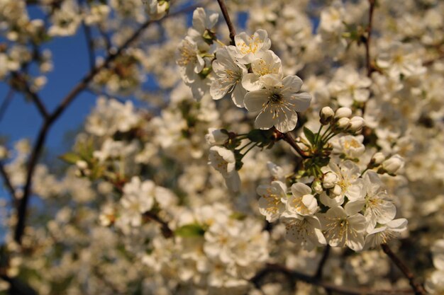 Un albero con fiori bianchi in primavera