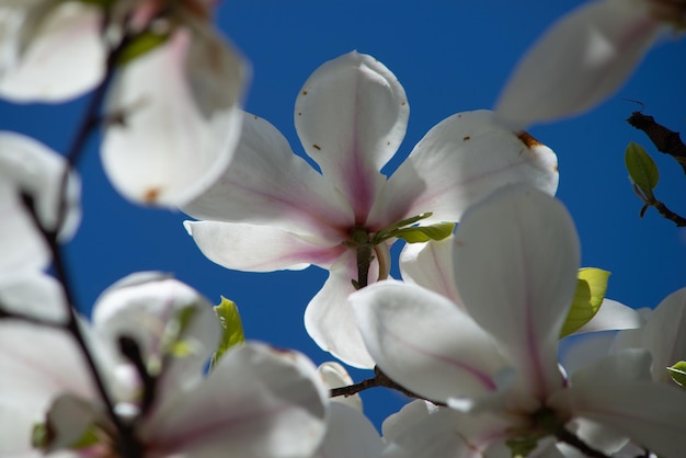 Un albero con fiori bianchi in primavera.